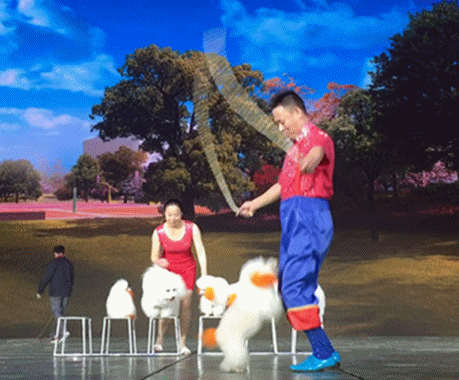 人见人爱、花见花开的宇宙无敌可爱狗狗团来啦～-11.gif