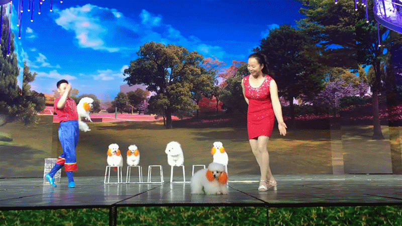 人见人爱、花见花开的宇宙无敌可爱狗狗团来啦～-13.gif