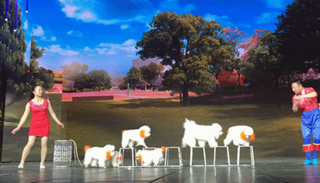 人见人爱、花见花开的宇宙无敌可爱狗狗团来啦～-12.gif