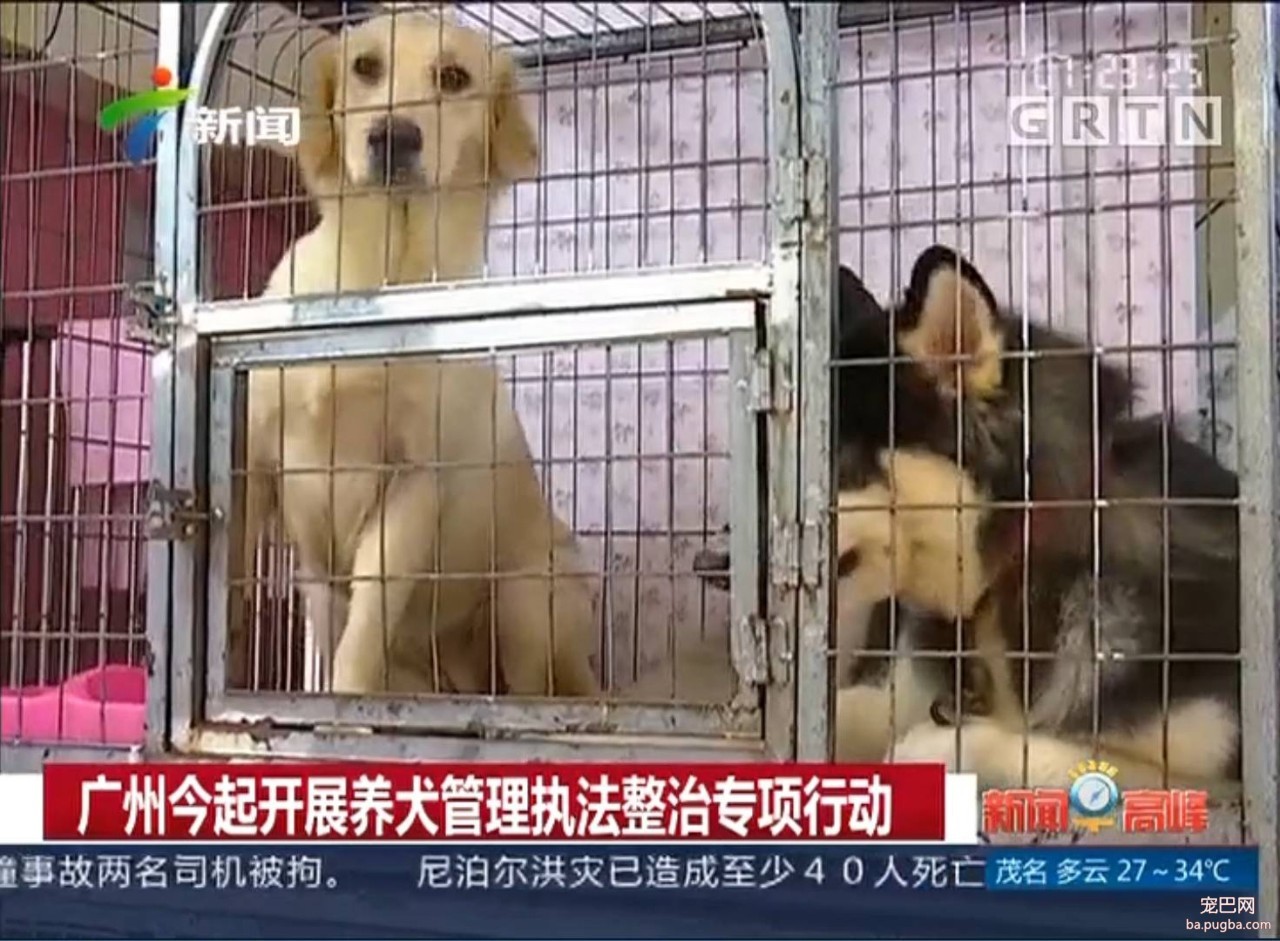 小区养狗不能用客梯？谁想出来的这种奇葩规定-7.jpeg