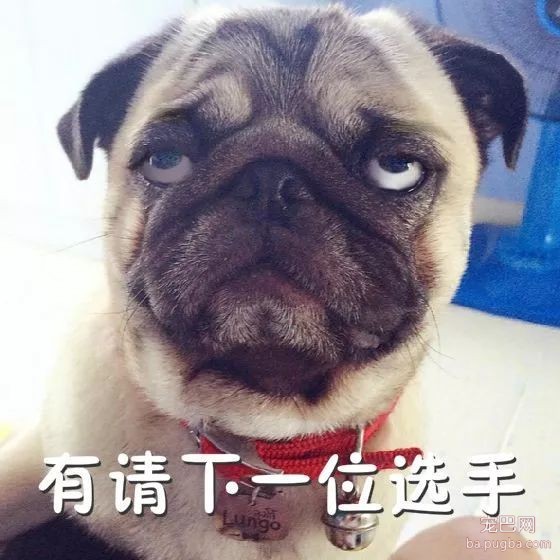 小区养狗不能用客梯？谁想出来的这种奇葩规定-9.jpeg
