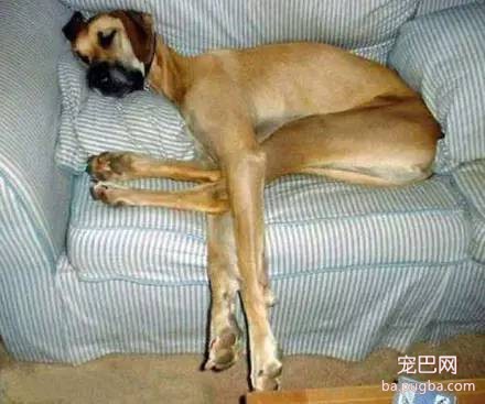 狗狗的10个科学事实，让我们更了解狗狗-7.jpeg
