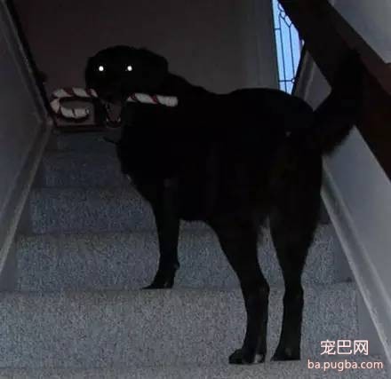 狗狗的10个科学事实，让我们更了解狗狗-5.jpeg