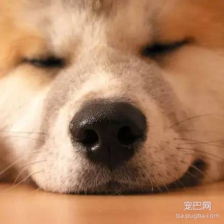 狗狗的10个科学事实，让我们更了解狗狗-6.jpeg