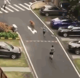 顺德打死金毛凶手已被刑拘，贱贱一路走好！-4.gif