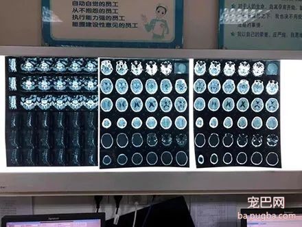 顺德打死金毛凶手已被刑拘，贱贱一路走好！-11.jpeg