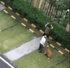 顺德打死金毛凶手已被刑拘，贱贱一路走好！-7.gif