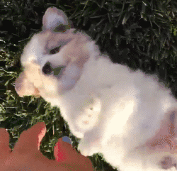 小哥被姑妈叫去照顾狗，结果发现屋里还留着一份“照看说明书”-1.gif