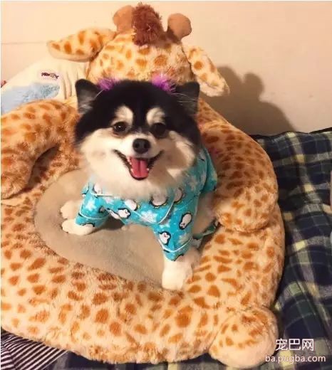 小哥被姑妈叫去照顾狗，结果发现屋里还留着一份“照看说明书”-3.jpeg
