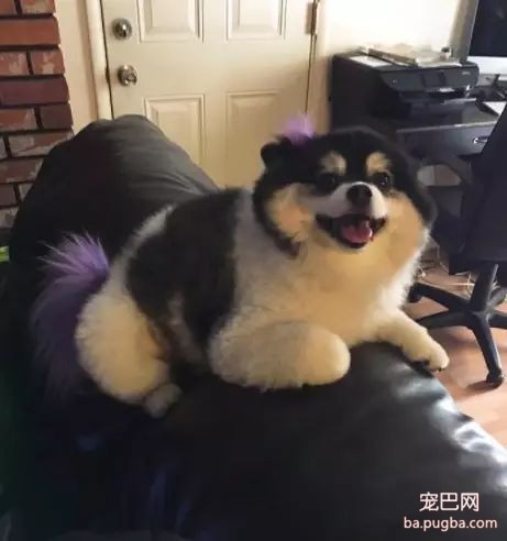 小哥被姑妈叫去照顾狗，结果发现屋里还留着一份“照看说明书”-10.jpeg