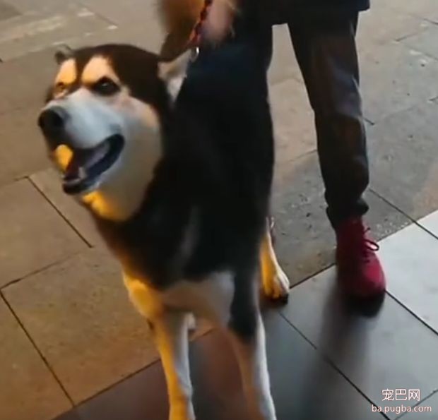 袁咏仪谈给儿子买狗：你先去宠物店捡狗屎……-10.jpeg