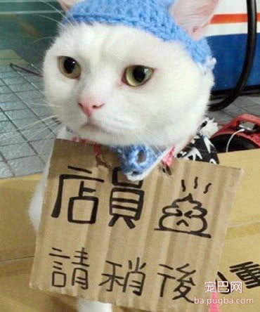 小猫充当加油站店员，拒绝一切顾客套近乎，但爱偷睡懒觉不靠谱-3.jpeg