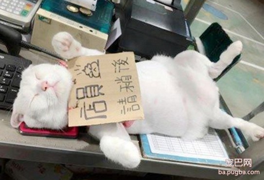 小猫充当加油站店员，拒绝一切顾客套近乎，但爱偷睡懒觉不靠谱-4.jpeg