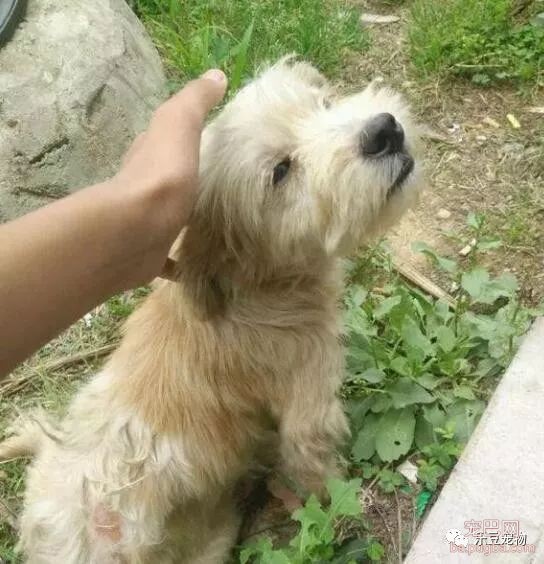 流浪狗被拴路边等待死亡，就回家后连吃饭都要小心谨慎……-2.jpeg