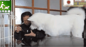 老狗离世前拼命爬到三楼，只为看奶奶遗像最后一眼：我来陪你了-2.gif