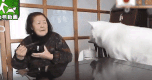 老狗离世前拼命爬到三楼，只为看奶奶遗像最后一眼：我来陪你了-3.gif