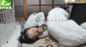 老狗离世前拼命爬到三楼，只为看奶奶遗像最后一眼：我来陪你了-6.gif