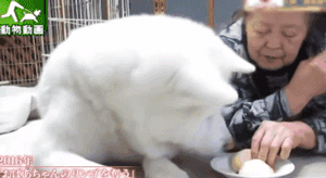 老狗离世前拼命爬到三楼，只为看奶奶遗像最后一眼：我来陪你了-5.gif