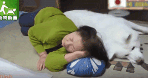 老狗离世前拼命爬到三楼，只为看奶奶遗像最后一眼：我来陪你了-4.gif