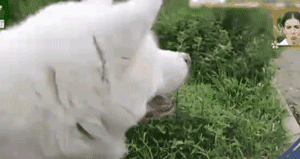 老狗离世前拼命爬到三楼，只为看奶奶遗像最后一眼：我来陪你了-7.gif