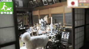 老狗离世前拼命爬到三楼，只为看奶奶遗像最后一眼：我来陪你了-10.gif