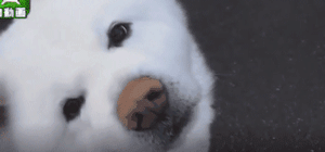 老狗离世前拼命爬到三楼，只为看奶奶遗像最后一眼：我来陪你了-8.gif