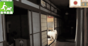 老狗离世前拼命爬到三楼，只为看奶奶遗像最后一眼：我来陪你了-9.gif
