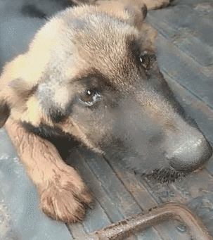 萨摩被主人训，装哭还擦眼泪，戏精学校毕业的都这样？-5.gif