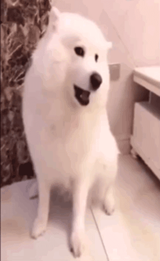 萨摩被主人训，装哭还擦眼泪，戏精学校毕业的都这样？-1.gif