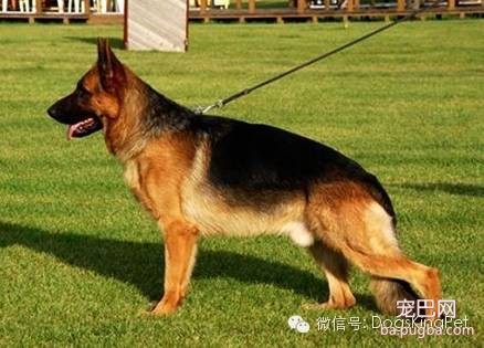 德国牧羊犬颜色的划分，德牧一共有几种颜色，德牧有多少种-1.jpeg