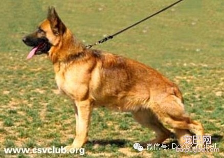 德国牧羊犬颜色的划分，德牧一共有几种颜色，德牧有多少种-6.jpeg