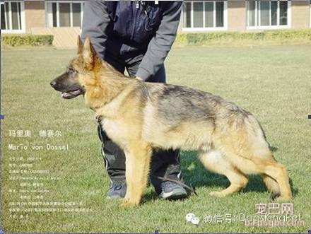 德国牧羊犬颜色的划分，德牧一共有几种颜色，德牧有多少种-3.jpeg