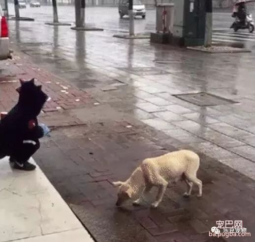 四岁小男孩把所有零食都给了流浪狗，流浪狗吃的很心酸：谢谢你……-1.jpeg