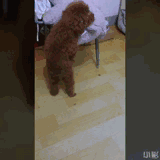 不要耍流氓！-6.gif