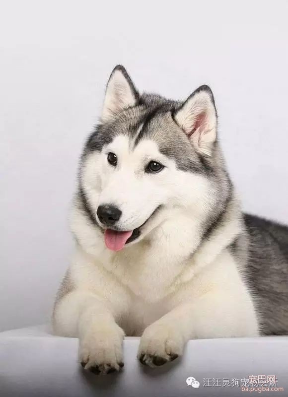 哈士奇犬优缺点全面分析-1.jpeg