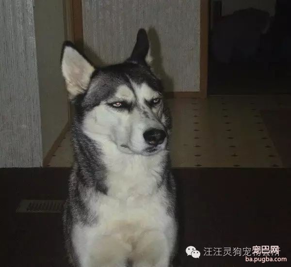 哈士奇犬优缺点全面分析-2.jpeg