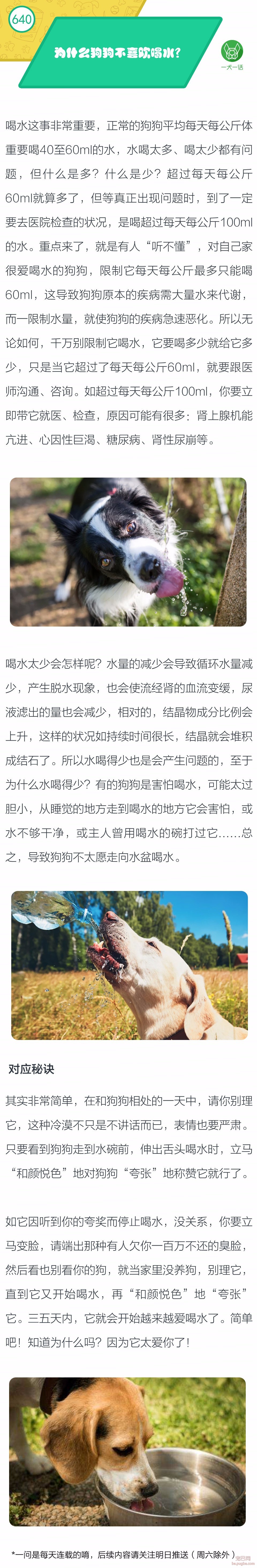 为什么狗狗不喜欢喝水？-1.jpeg
