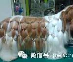 国外宠物造型鉴赏-9.jpeg