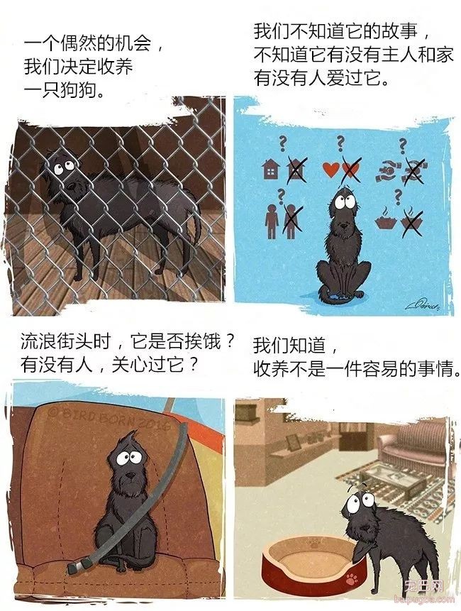 狗狗被救前后的性格变化有多大？看看这些就知道了！-1.jpeg