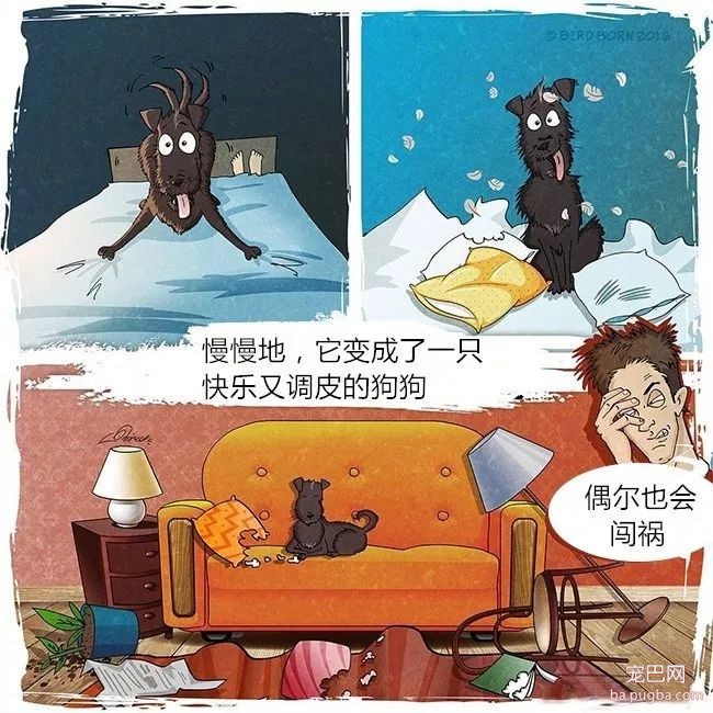狗狗被救前后的性格变化有多大？看看这些就知道了！-4.jpeg