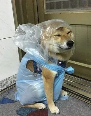 给狗砸用垃圾袋做了个雨衣，结果被这货给嫌弃了还拒绝出门！-2.jpeg
