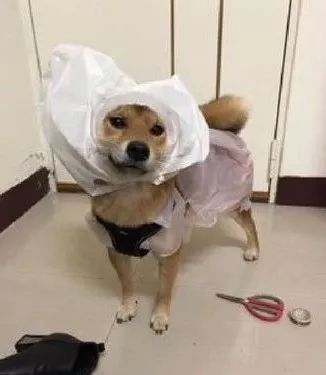 给狗砸用垃圾袋做了个雨衣，结果被这货给嫌弃了还拒绝出门！-3.jpeg