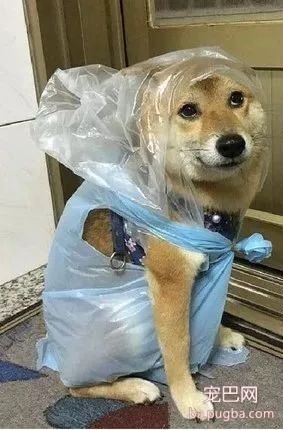 给狗砸用垃圾袋做了个雨衣，结果被这货给嫌弃了还拒绝出门！-1.jpeg