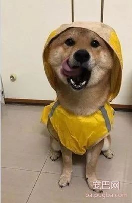 给狗砸用垃圾袋做了个雨衣，结果被这货给嫌弃了还拒绝出门！-4.jpeg