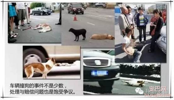 狗狗发生车祸怎么办？-2.jpeg