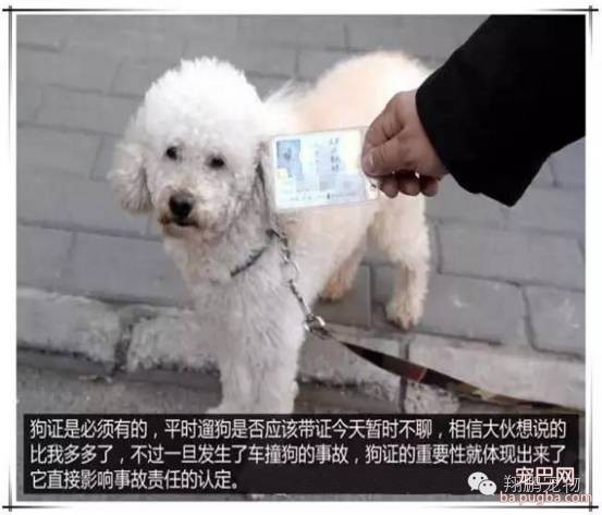 狗狗发生车祸怎么办？-4.jpeg