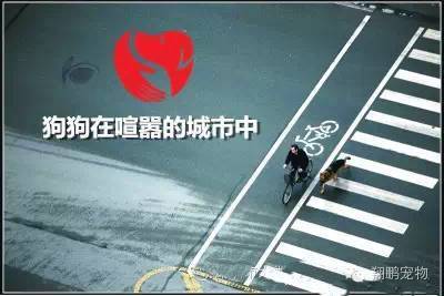 狗狗发生车祸怎么办？-1.jpeg
