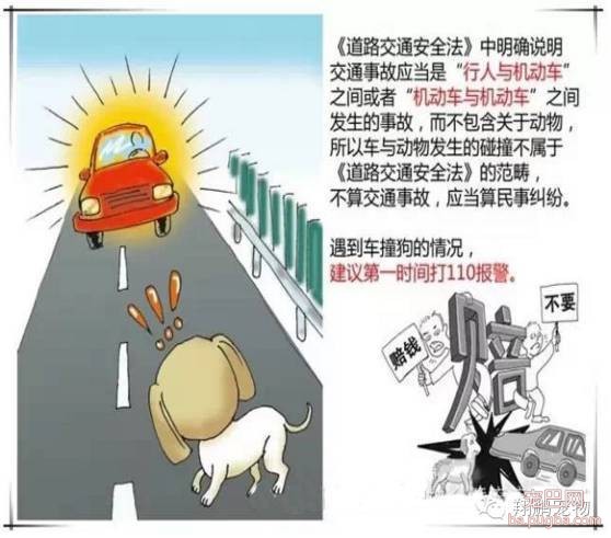 狗狗发生车祸怎么办？-3.jpeg