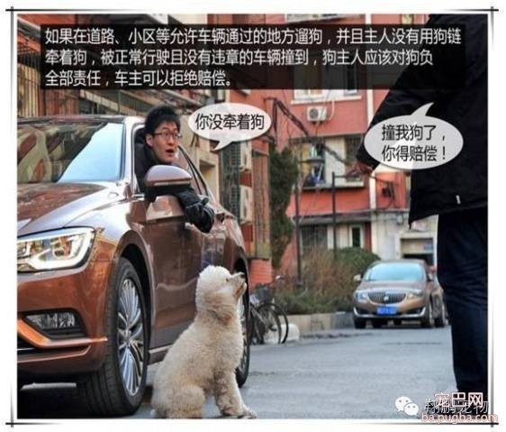 狗狗发生车祸怎么办？-8.jpeg