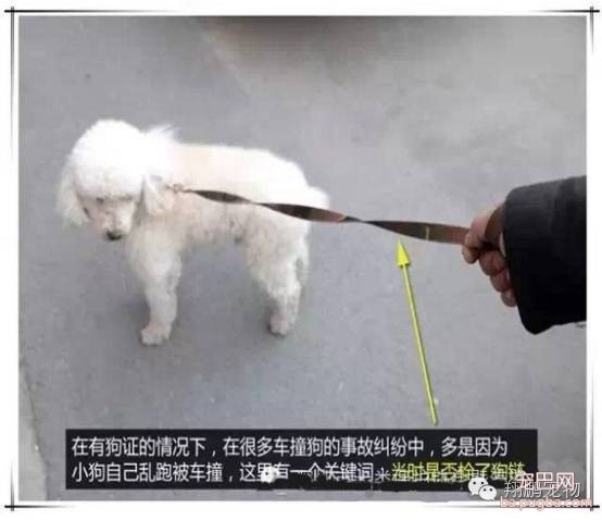 狗狗发生车祸怎么办？-5.jpeg
